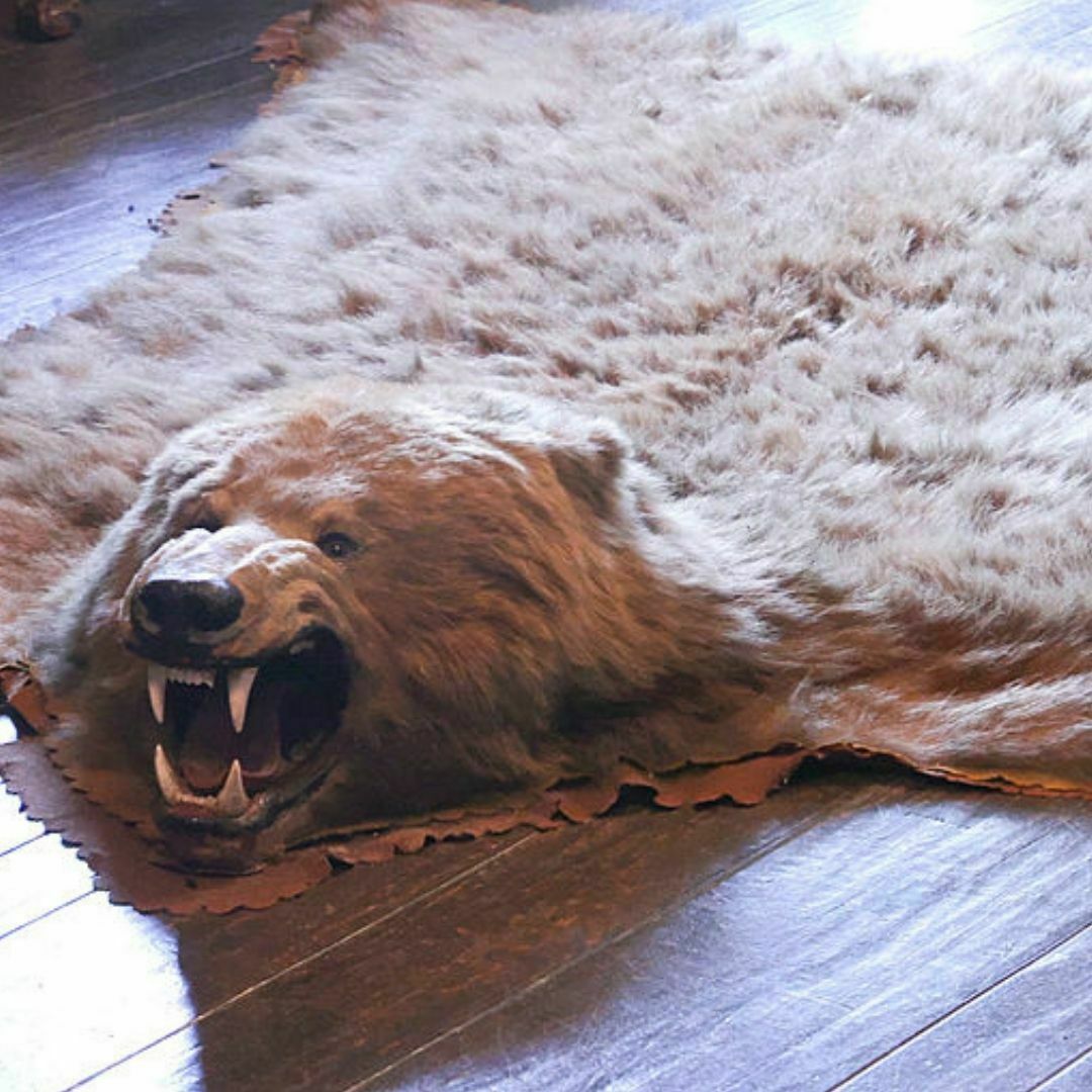 The 3 Steps On How To Clean A Bearskin Rug